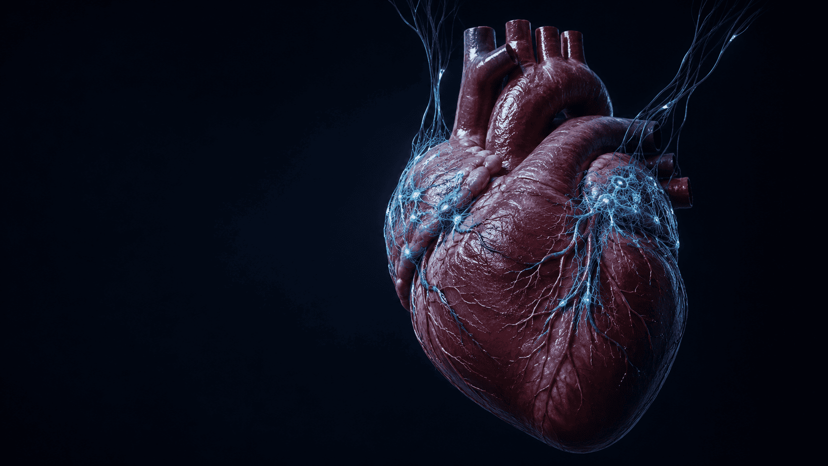 Heart Nervous System